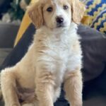 Shannon Kook Instagram - Officially out of your puppy years! Happy 2nd birthday my love. Through all the weird times the past couple years, you have been a light through any cloudy day and a dream come true. We are so lucky to share so many precious moments with you 💛 To many more 🥳 @nala_minibernedoodle