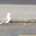 Shaun Johnston Instagram - Burds. Cool, but odd. I had a McMuffin and this one knew it. Sj