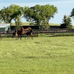 Shaun Johnston Instagram - On location at Lisa Stillman’s Fairfield Stables. This vid of mommas and babies was captured by Jessica Steen herself. Pretty, huh? Sj @official_heartlandoncbc #hlinprod