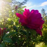 Shaun Johnston Instagram - 🎶“Seasons turn, summer’s here. The roses are in bloom, the lilacs fall too soon.” 🎶 BTW this is in my back yard. (I can do that? Who knew?) Sj