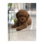 Shaznay Lewis Instagram - 🖤🐾🐾💗
