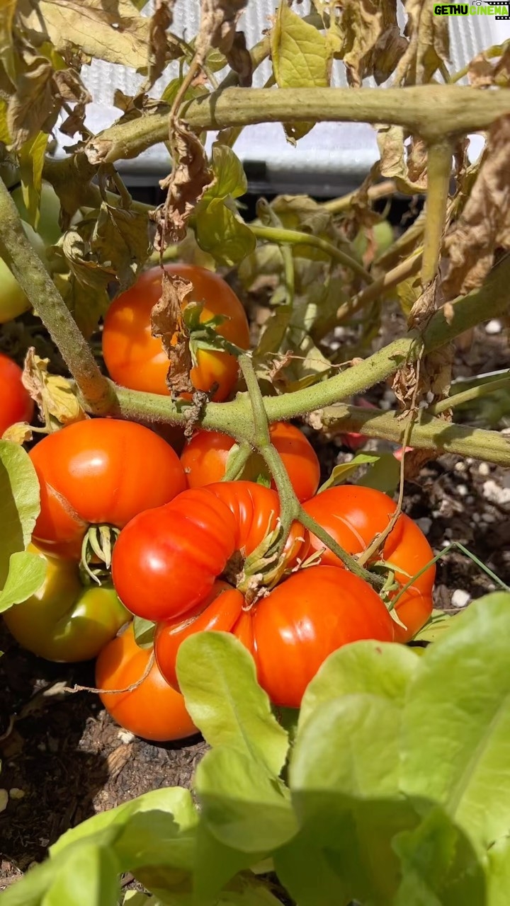 Shelly Horton Instagram - So satisfying growing my own salad. Smug tastes delicious! My dwarf tomatoes have dwarfed the rest of the veggies in my @vegepodau so I hacked them back and they still produced about 40 of the most mouthwatering tomatoes I’ve ever tasted. But once I harvest this crop I’ll get rid of them and replace them with cherry tomatoes. Meanwhile the butter lettuce, basil and chives are thriving. My radishes and carrots not so much. Looking forward to planting more bok choy. Who knew I’d become a balcony farmer? Fab cutting board by @melb.design.co #growyourownfood #tomatoes #veggiepod #salad #igrewthisfromseed