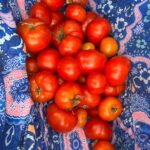 Shelly Horton Instagram – 🍅 While I was away all of my tomatoes decided to ripen at once.

A harvest of 49! 

Times to make some deliveries to family and friends! 🍅 🍅 Gold Coast, Queensland
