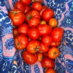 Shelly Horton Instagram - 🍅 While I was away all of my tomatoes decided to ripen at once. A harvest of 49! Times to make some deliveries to family and friends! 🍅 🍅 Gold Coast, Queensland