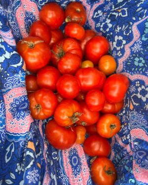 Shelly Horton Instagram - 🍅 While I was away all of my tomatoes decided to ripen at once.

A harvest of 49! 

Times to make some deliveries to family and friends! 🍅 🍅