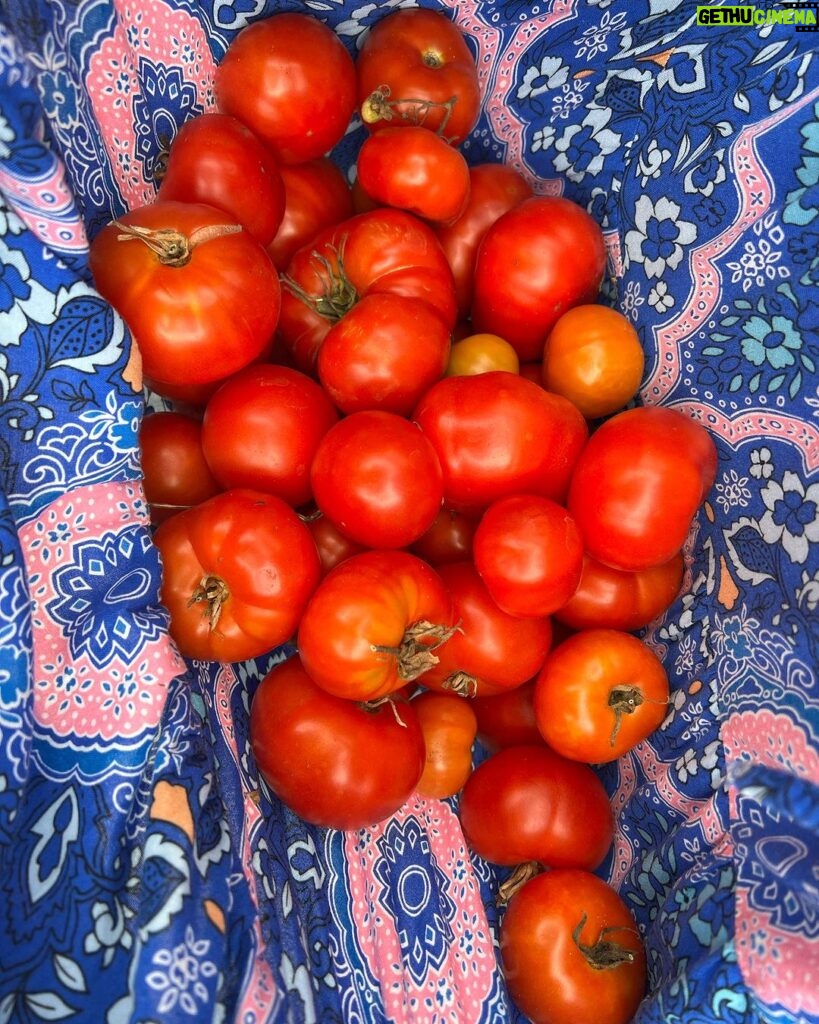 Shelly Horton Instagram - 🍅 While I was away all of my tomatoes decided to ripen at once. A harvest of 49! Times to make some deliveries to family and friends! 🍅 🍅 Gold Coast, Queensland