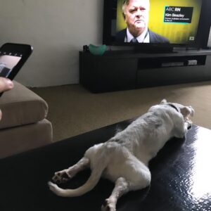 Shelly Horton Instagram - It’s Mr Barkley’s seventh Gotcha Day! 

We adopted him in 2017 from @monikadogrescue after he had been found on the streets. He was so skinny and miserable.

Let’s just say we loved him and fed him to the happy chubby 13 year old he is today.

He really is part human swipe to see the video of him saying “Nooooo” to walkies! 

We love you so much Mr Barkley! 

#adoptdontshop #rescuedismyfavoritebreed