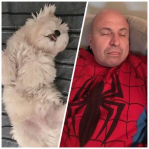Shelly Horton Instagram - It’s Mr Barkley’s seventh Gotcha Day! 

We adopted him in 2017 from @monikadogrescue after he had been found on the streets. He was so skinny and miserable.

Let’s just say we loved him and fed him to the happy chubby 13 year old he is today.

He really is part human swipe to see the video of him saying “Nooooo” to walkies! 

We love you so much Mr Barkley! 

#adoptdontshop #rescuedismyfavoritebreed