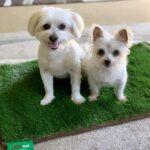 Shelly Horton Instagram - It’s Mr Barkley’s seventh Gotcha Day! We adopted him in 2017 from @monikadogrescue after he had been found on the streets. He was so skinny and miserable. Let’s just say we loved him and fed him to the happy chubby 13 year old he is today. He really is part human swipe to see the video of him saying “Nooooo” to walkies! We love you so much Mr Barkley! #adoptdontshop #rescuedismyfavoritebreed