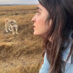 Shirley Setia Instagram - Cute lioness & lion 🦁🥺 @lokisylviethor ki yaad aa gayi 🥹 #shirleytravels #masaimara #masaimaranationalpark #kenya #africa #travel Masai Mara National Reserve