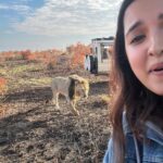 Shirley Setia Instagram - Cute lioness & lion 🦁🥺 @lokisylviethor ki yaad aa gayi 🥹 #shirleytravels #masaimara #masaimaranationalpark #kenya #africa #travel Masai Mara National Reserve