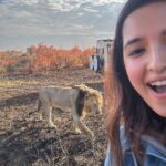 Shirley Setia Instagram - Cute lioness & lion 🦁🥺 @lokisylviethor ki yaad aa gayi 🥹 #shirleytravels #masaimara #masaimaranationalpark #kenya #africa #travel Masai Mara National Reserve