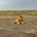 Shirley Setia Instagram - Cute lioness & lion 🦁🥺 @lokisylviethor ki yaad aa gayi 🥹 #shirleytravels #masaimara #masaimaranationalpark #kenya #africa #travel Masai Mara National Reserve
