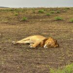 Shirley Setia Instagram - Cute lioness & lion 🦁🥺 @lokisylviethor ki yaad aa gayi 🥹 #shirleytravels #masaimara #masaimaranationalpark #kenya #africa #travel Masai Mara National Reserve