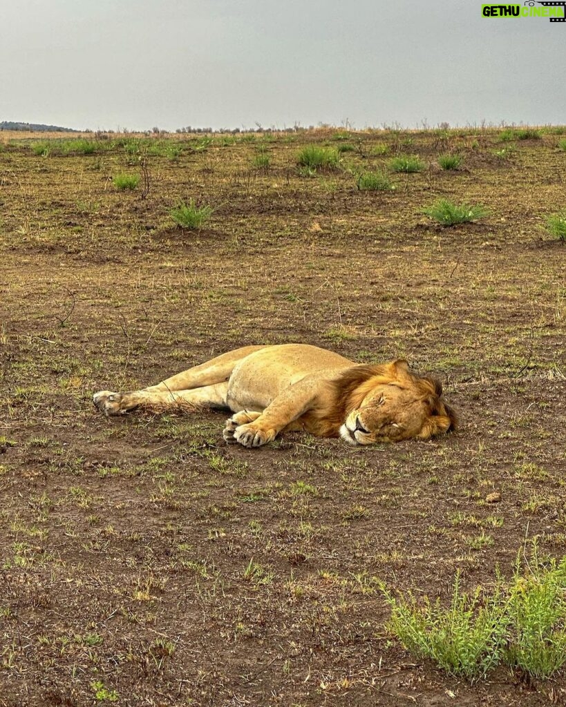 Shirley Setia Instagram - Cute lioness & lion 🦁🥺 @lokisylviethor ki yaad aa gayi 🥹 #shirleytravels #masaimara #masaimaranationalpark #kenya #africa #travel Masai Mara National Reserve
