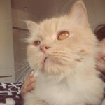 Shirley Setia Instagram - My babies @lokisylviethor 🤍 #nationalpetday 🐱