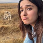 Shirley Setia Instagram - Cute lioness & lion 🦁🥺 @lokisylviethor ki yaad aa gayi 🥹 #shirleytravels #masaimara #masaimaranationalpark #kenya #africa #travel Masai Mara National Reserve