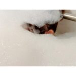 Shoko Nakagawa Instagram - しようこを探せ‼️ YouTubeもみてね❣️ #泡風呂 #風呂 #bathroom #youtube #中川翔子 #しょこたん