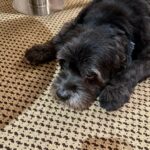 Shraddha Kapoor Instagram - Moye Moye coz l goye for shoot tomorrow and I will miss my little boye 😥
