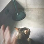 Shruti Haasan Instagram – By popular demand the clareshwari song is now a reel ! Enjoy our music . Ok bye