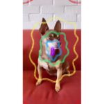 Sia Instagram - A Music filter perfect for *everyone* 🐶🎶 Tag @siamusic if you (or your furry friend) use it & you might just see yours on the story 💕 - Team Sia
