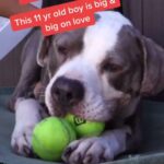 Sia Instagram - Harvey's just a big lover 💞💓💗 - Team Sia #Adopt #SaveThemAll @BestFriendsAnimalSociety
