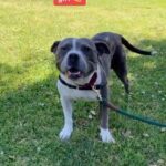 Sia Instagram - Another cutie from @BestFriendsAnimalSociety 😇 Sweet curious Cherish - Team Sia #Adopt #SaveThemAll