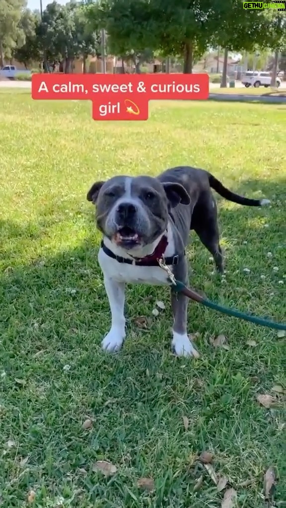 Sia Instagram - Another cutie from @BestFriendsAnimalSociety 😇 Sweet curious Cherish - Team Sia #Adopt #SaveThemAll