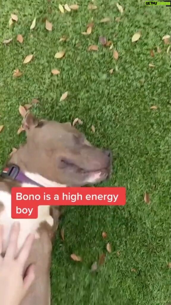 Sia Instagram - Bono's found what he's looking for! Happily adopted & loving his new fam thanks to @BestFriendsAnimalSociety - Team Sia