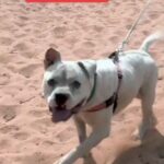 Sia Instagram - Love a pup with a BIG personality! Check out Calvin and many more dogs at @BestFriendsAnimalSociety #Adopt - Team Sia