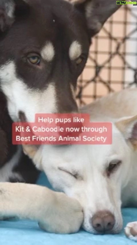 Sia Instagram - Spreading the word about some of the v good boys & girls at @BestFriendsAnimalSociety! #Adopt #SaveThemAll - Team Sia