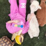 Sia Instagram - happy birthday @maddieziegler from cupcake, whisper, and sia and fable all from @littlehorseontheprairie ❤️