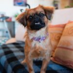 Sia Instagram - Today is #GivingTuesdayNow & through all the uncertainty, our pets are there for us. Visit support.bestfriends.org to join Sia in supporting @bestfriendsanimalsociety 💖 Together we can #SaveThemAll! - Team Sia
