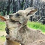 Sia Instagram - Please consider donating to one of the organizations listed here. #Australia needs our help 💔 - Team Sia