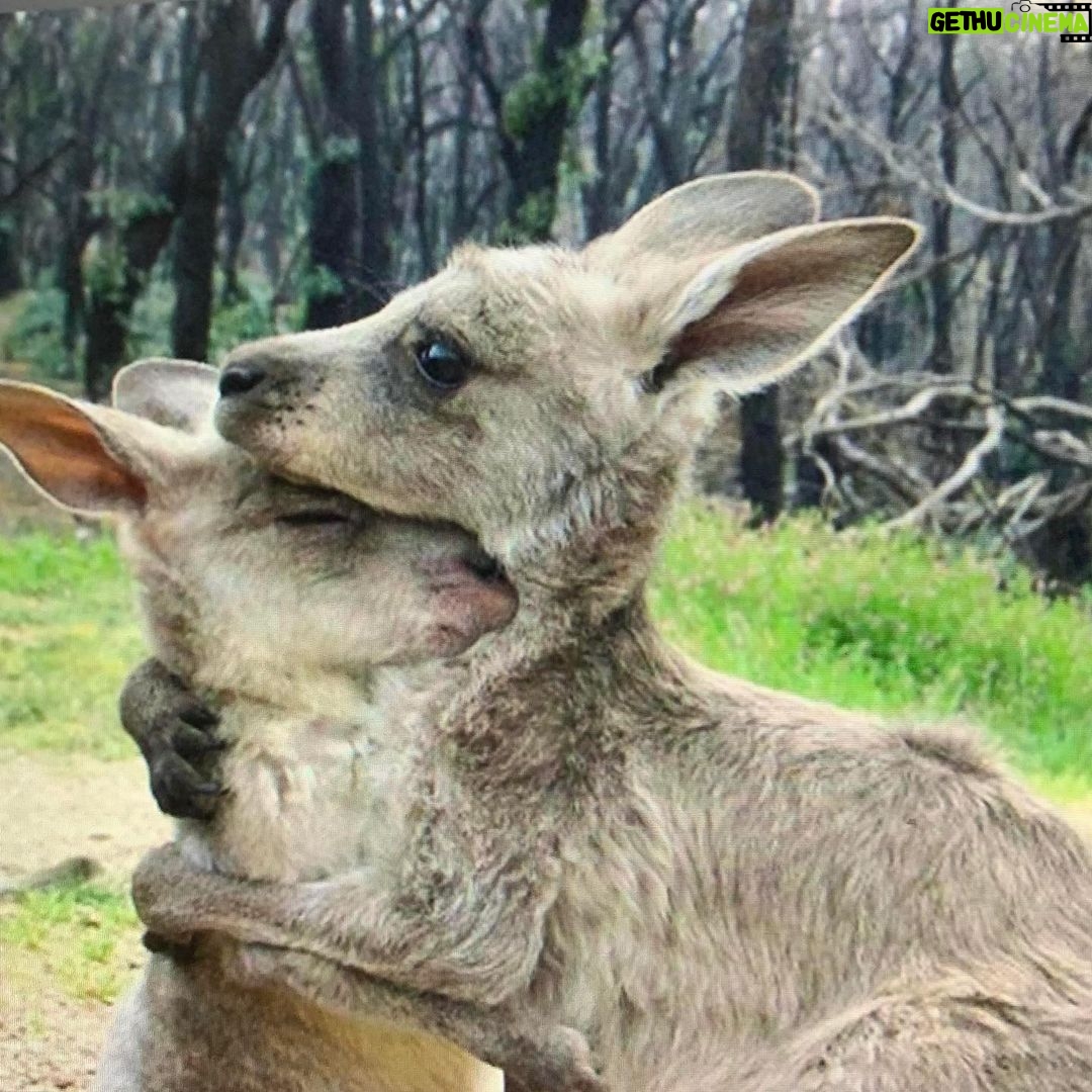 Sia Instagram - Please consider donating to one of the organizations listed here. #Australia needs our help 💔 - Team Sia
