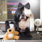 Sia Instagram - Happy Halloween 🎃 👻 🍬 from @oscarfrenchienyc and everyone at #TeamSia