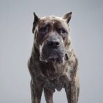 Sia Instagram - Together with #Subaru you can help #MakeADogsDay! Please consider adopting an Underdog & learn more on Subaru.com/pets ❤️🐶❤️ - Team Sia