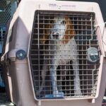 Sia Instagram - The @ASPCA has been on the ground evacuating animals in the path of #HurricaneDorian. Please consider supporting their relief efforts by visiting ASPCA.org/HurricaneHelp - Team Sia ❤️🐶❤️ #ASPCA