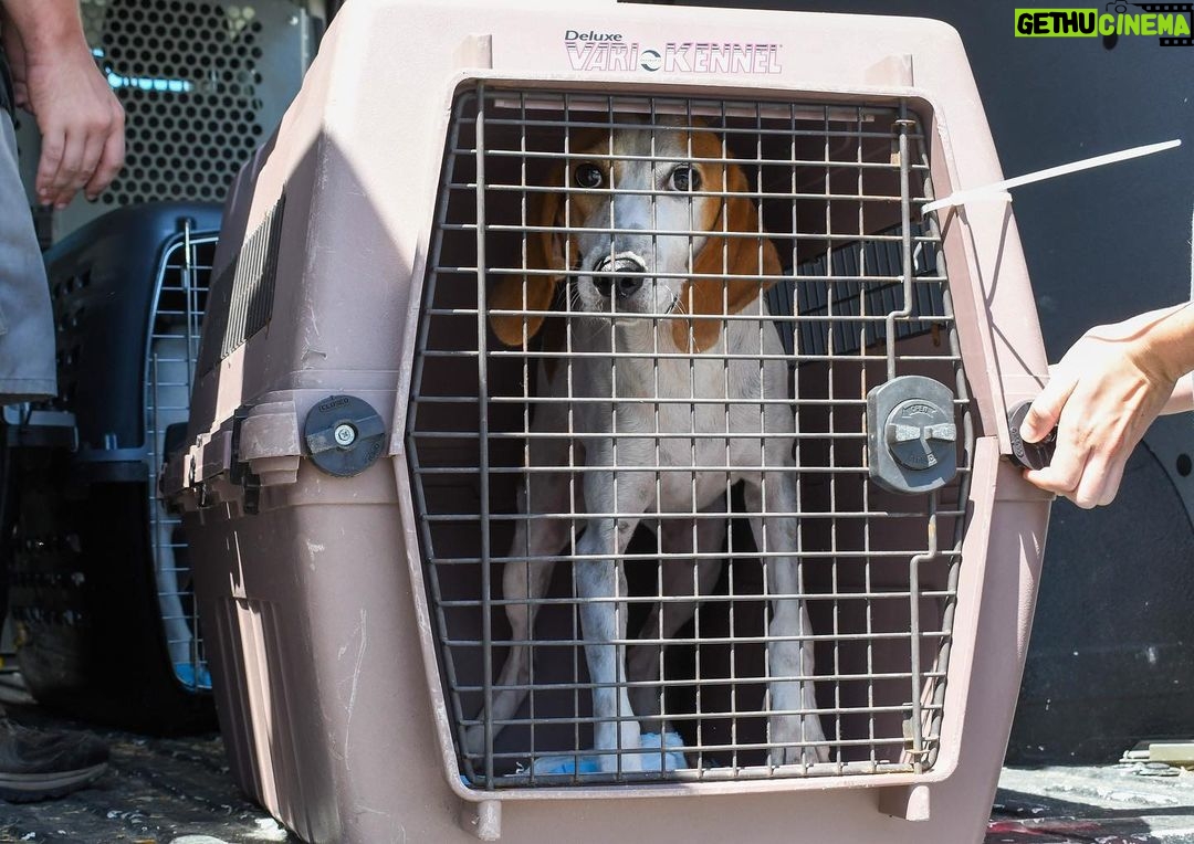 Sia Instagram - The @ASPCA has been on the ground evacuating animals in the path of #HurricaneDorian. Please consider supporting their relief efforts by visiting ASPCA.org/HurricaneHelp - Team Sia ❤️🐶❤️ #ASPCA