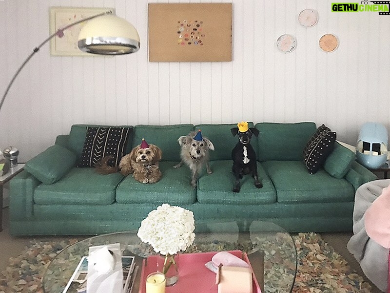 Sia Instagram - Today is #NationalRescueDogDay 🐶 Always Adopt - Don’t Shop! - Team Sia #Cereal #LickLick #Pantera ❤️