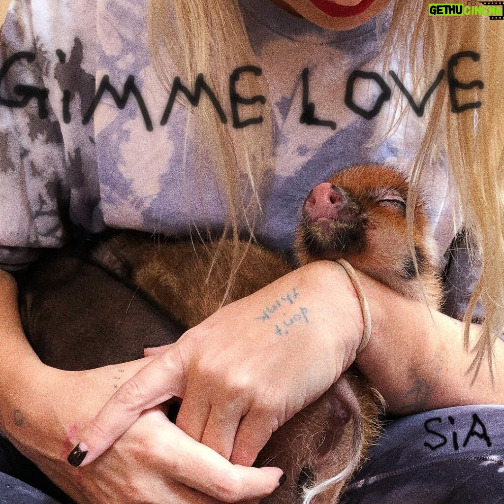 Sia Instagram - Hold on to your bobs & bows! Sia's new song "Gimme Love" is coming on September 13th ❤️ - Team Sia [image description: Sia's single cover for "Gimme Love" where she is holding a small pig]