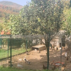 Sinem Kobal Instagram - One fine day 🌾🌷🕸♥️