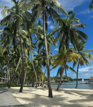 Sinem Kobal Instagram - Mauritius 🌴 sürprizli 💌 #ailealbümü