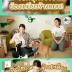 Siraphan Wattanajinda Instagram - 💚 ตามไปดูกันได้น้าาา FB: Goodnoonday 💚