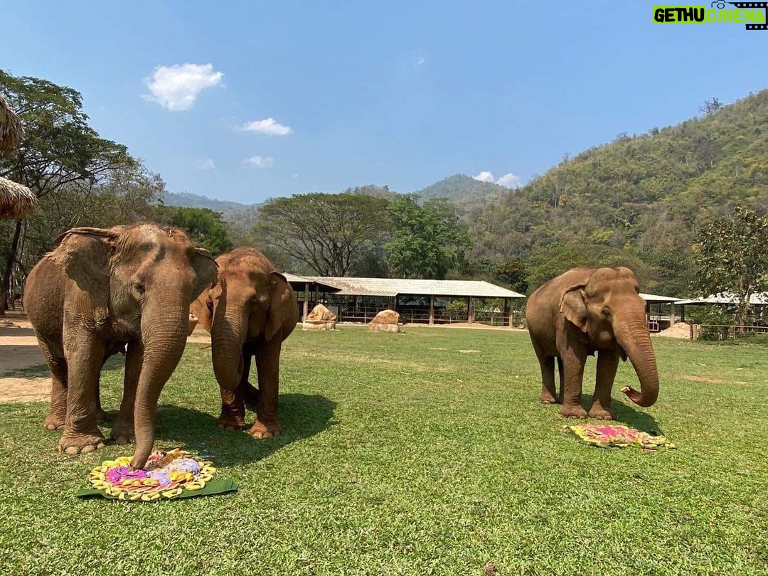 Siraphan Wattanajinda Instagram - 🥰 ขอบคุณ คนใจดี ทั้งทีมมูลนิธิ อนุรักษ์ช้างและสิ่งแวดล้อม คุณเล็ก คุณดาด้า และพี่เหมียว วรัตดา มากๆนะคะ ที่ทำเรื่องดีๆแบบนี้ และยังเปิดโอกาสให้นุ่นได้เป็นส่วนหนึ่งด้วย . ทำบุญวันเกิด แบบ ส่งต่อความรักไปให้ คุณคามู ครอบครัวหอมนวล คุณสุขใจ คุณแม่โด๊ะ และคุณยายแจ่มใส . ไว้มีโอกาส นุ่นไปหานะคะ 😊