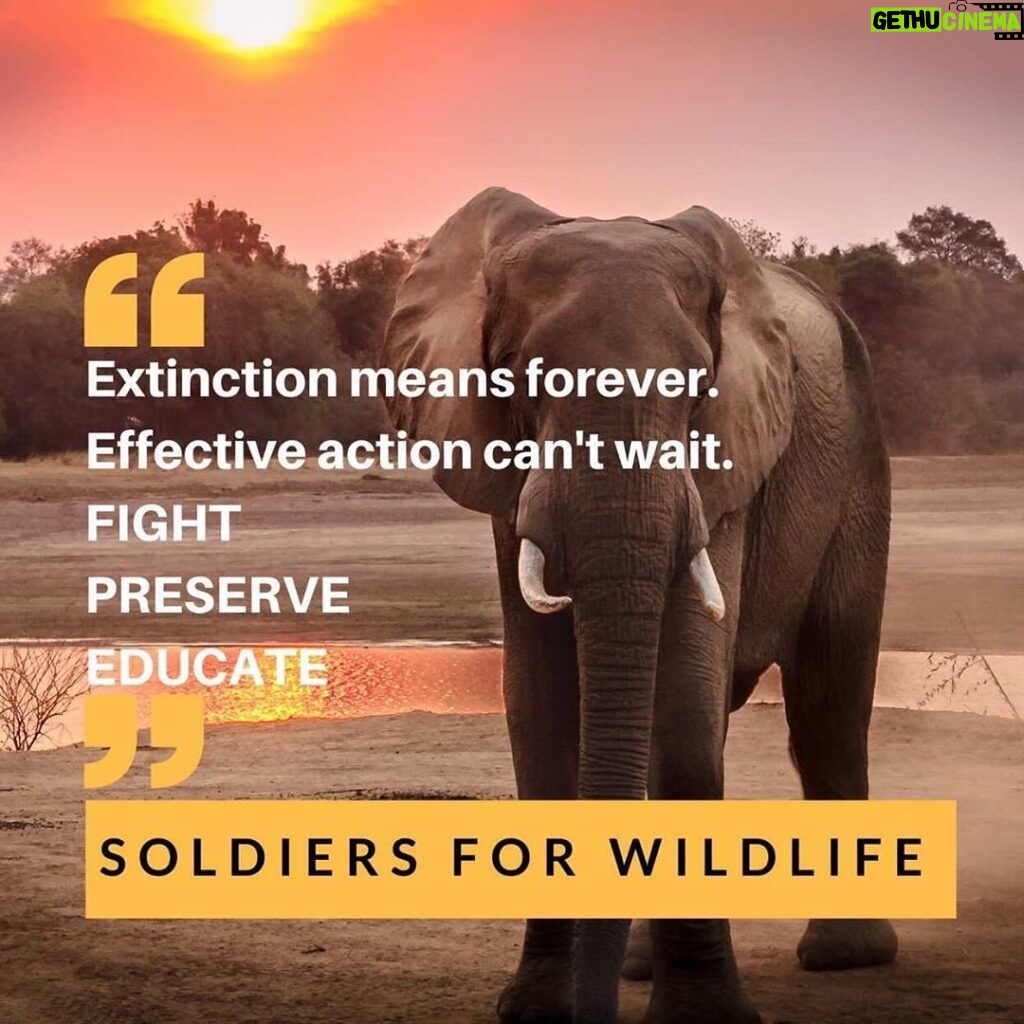 Skeet Ulrich Instagram - Please help me support a cause I am a part of that is dear to my heart. Right now a group of veterans are on the ground in Africa fighting against a violent black market trade that is sending our elephants and many other iconic species into extinction. The illegal wildlife trade is the 4th biggest black market trade in the world worth over $20 billion dollars annually and is even connected to international terrorism. If you can or are willing to help, please go to @soldiers_for_wildlife and help them by sponsoring a ranger monthly or one of their new anti poaching puppies they are training for the field to help in their operations. ALL of this money is going directly to the front line and to the communities that surround these wildlife regions to empower them. If we don’t come together to support groups like this, it is in the near future we will lose the animals forever. Join the movement with me to help us save these iconic species from extinction. It's up to us. Link In Bio at @soldiers_for_wildlife