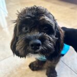 Snooki Instagram - MY ROCKY! I’ve been a mess these last few days with my 4th child undergoing surgery!! I want to say thank you so much to @stfrancisvmc for taking care of my baby!! So grateful Rocky has the best care! BRB, going to cuddle & spoil him all day! 🤕🩹❤️‍🩹