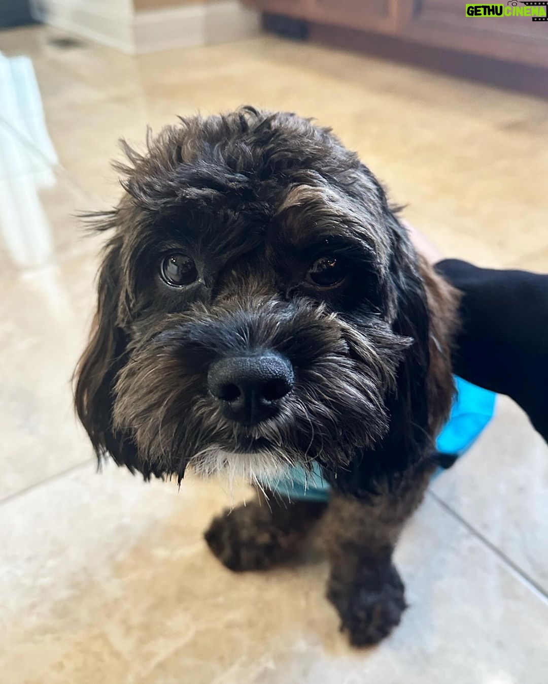 Snooki Instagram - MY ROCKY! I’ve been a mess these last few days with my 4th child undergoing surgery!! I want to say thank you so much to @stfrancisvmc for taking care of my baby!! So grateful Rocky has the best care! BRB, going to cuddle & spoil him all day! 🤕🩹❤️🩹