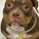 Snoop Dogg Instagram -