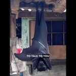 Snoop Dogg Instagram - 🦇 🤣🤣 🤷🏿